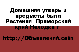 Домашняя утварь и предметы быта Растения. Приморский край,Находка г.